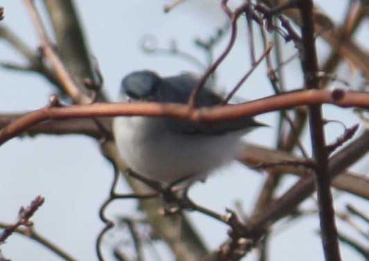 Blue-gray Gnatcatcher - ML129004411