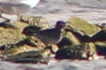 Purple Sandpiper - ML129004441