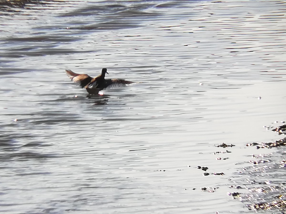 Common Greenshank - ML129005421