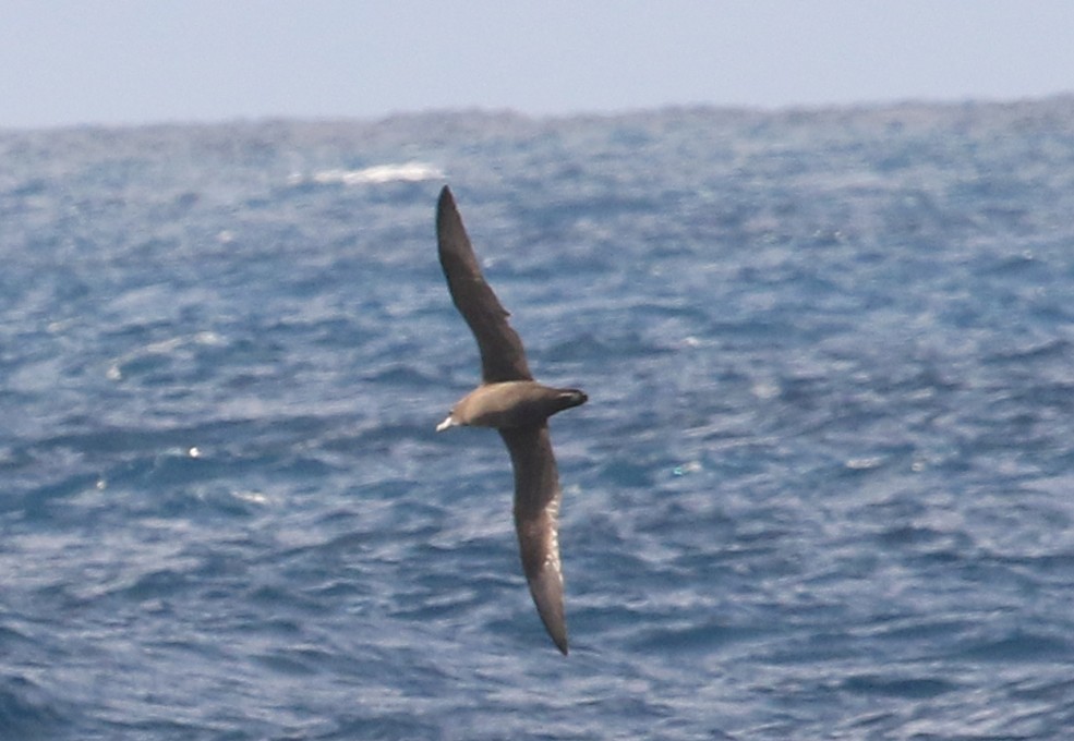 Flesh-footed Shearwater - ML129006881