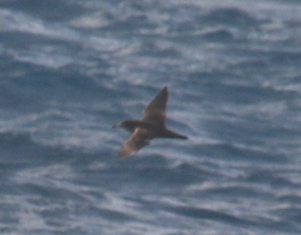 Flesh-footed Shearwater - ML129007091