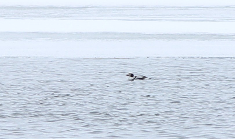 Long-tailed Duck - ML129007381