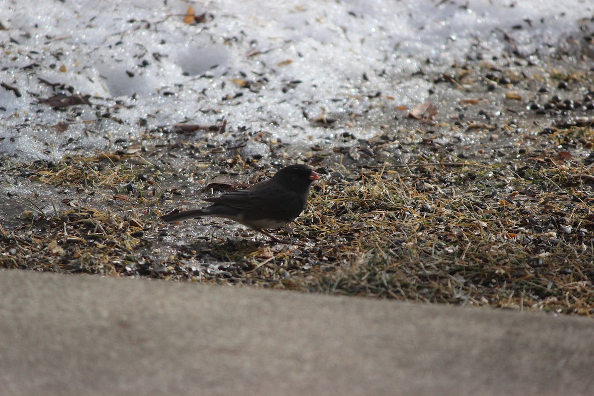 Dark-eyed Junco - Adam Woodis