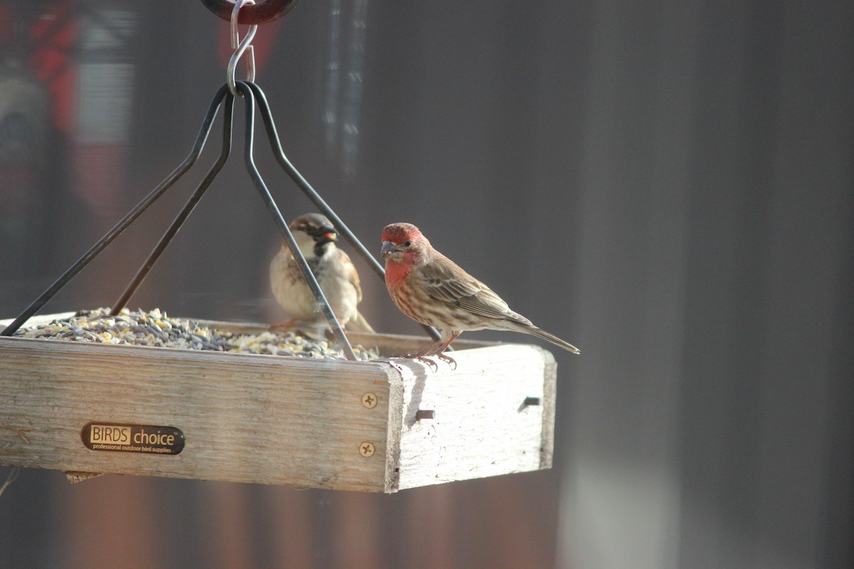 House Finch - ML129007551