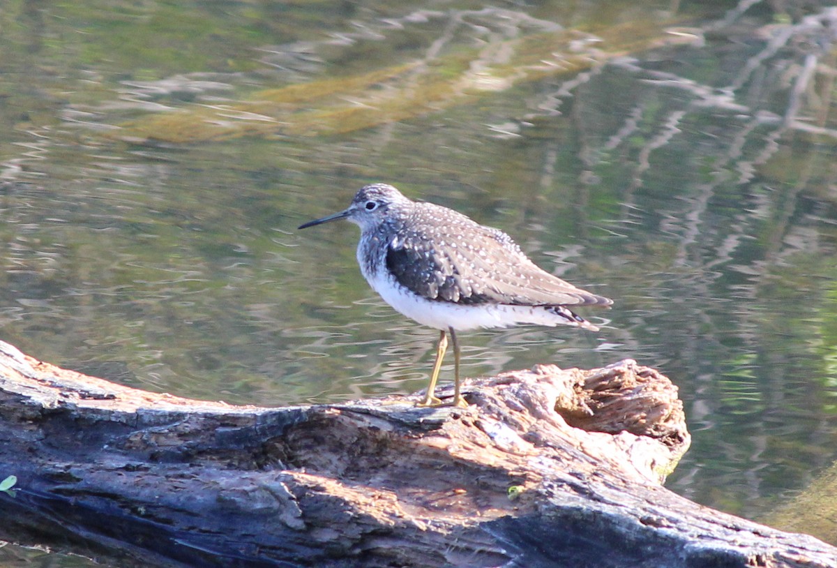 Solitary Sandpiper - ML129008581