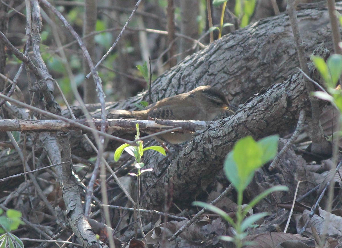 Marsh Wren - ML129008601