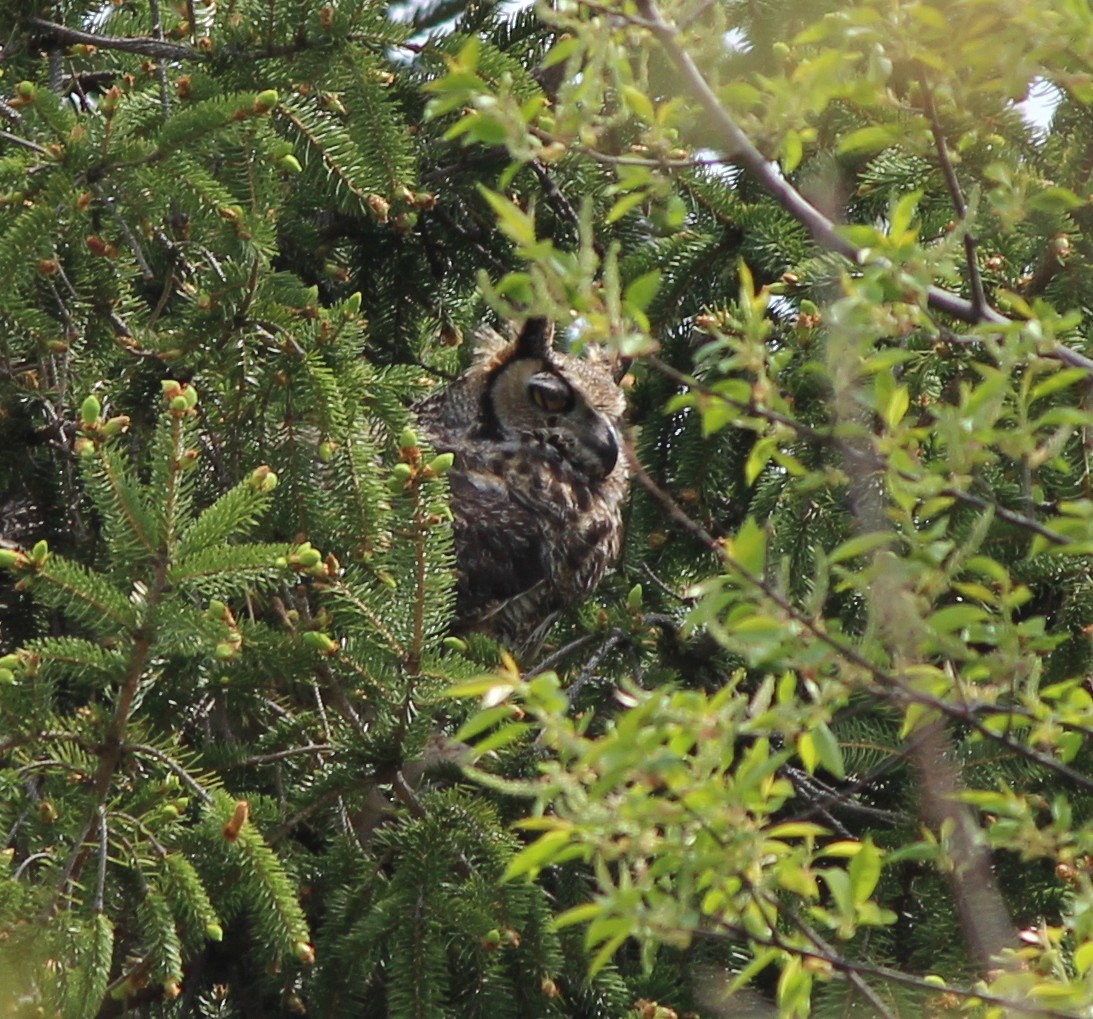 Great Horned Owl - ML129008721