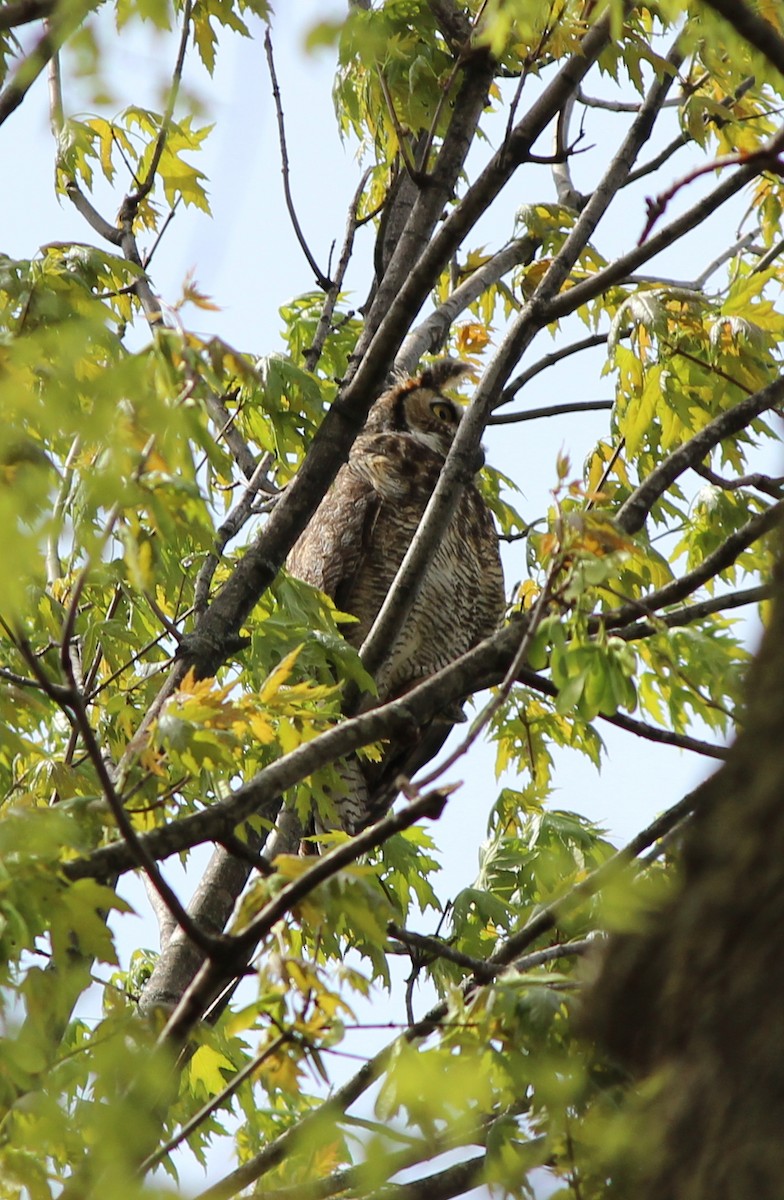 Great Horned Owl - ML129008741