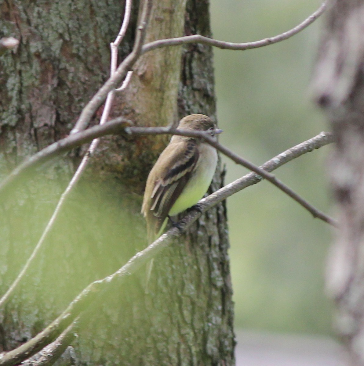 Least Flycatcher - ML129008771