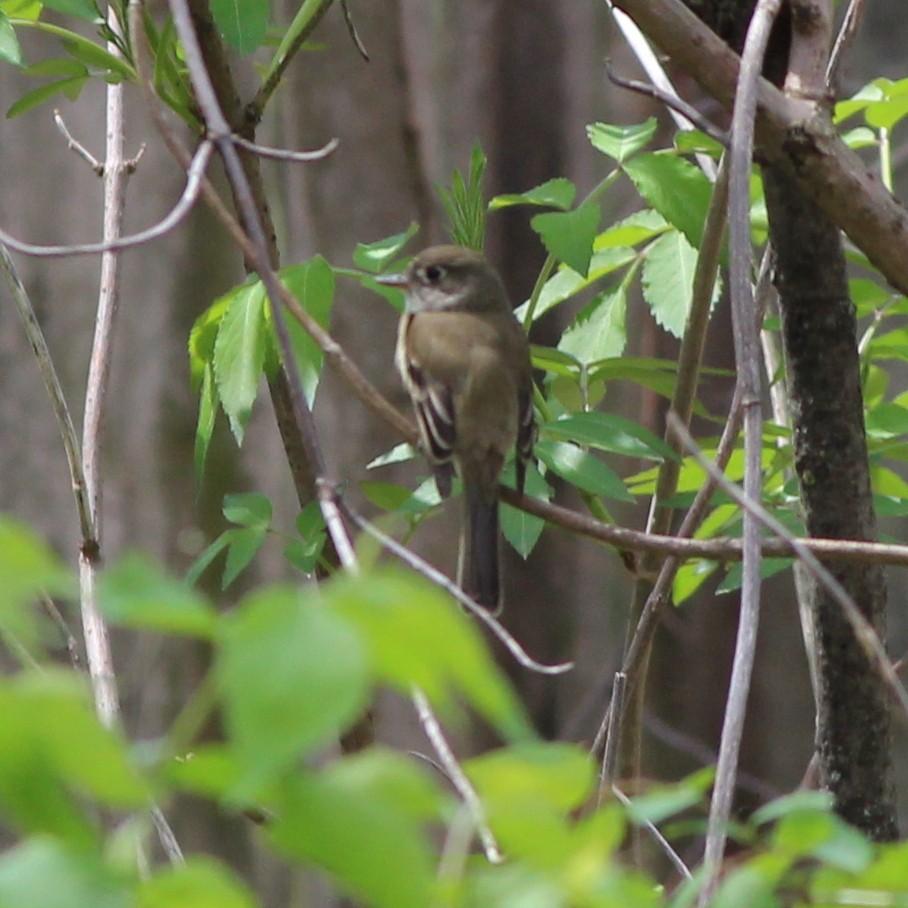 Least Flycatcher - ML129008791