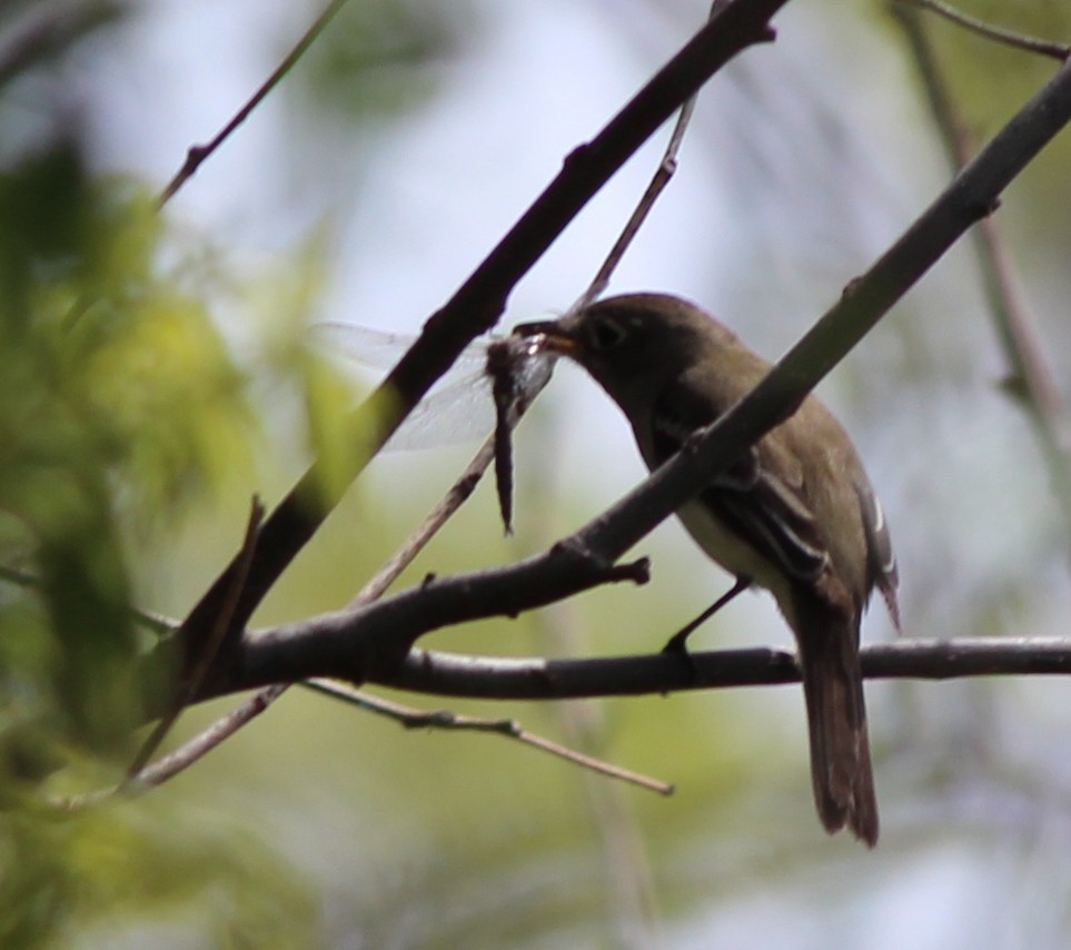 Least Flycatcher - Adam Woodis