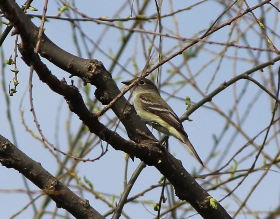 Least Flycatcher - ML129009061