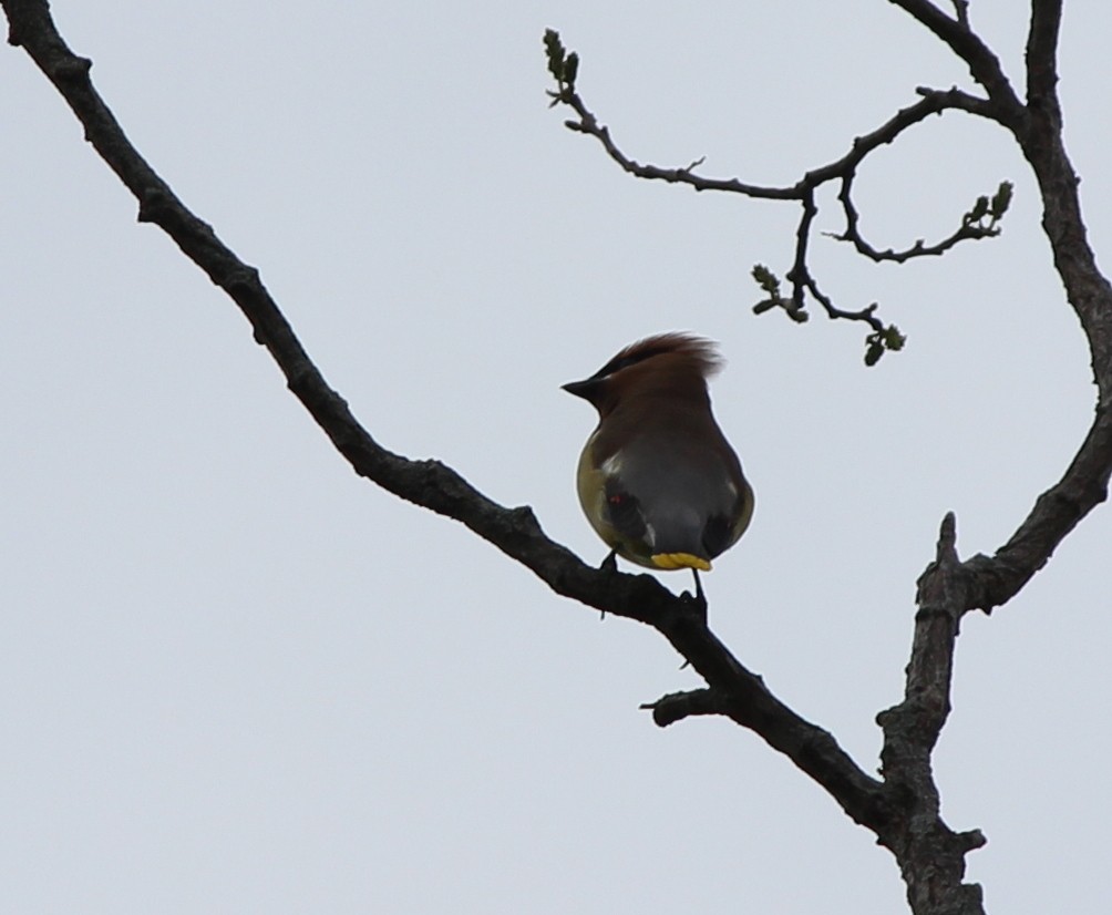 Cedar Waxwing - ML129009271