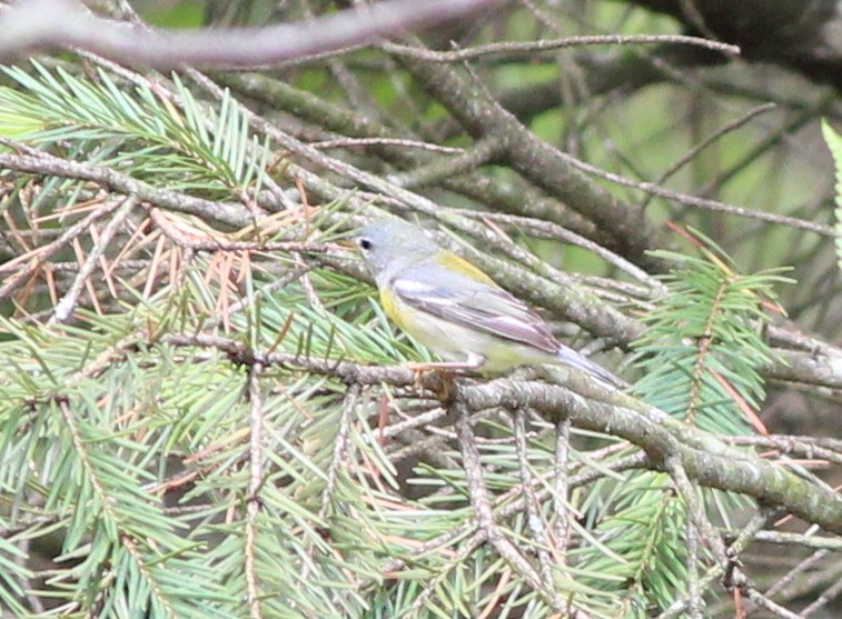 Northern Parula - Adam Woodis