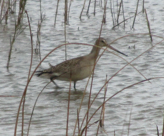 Hudsonian Godwit - ML129010741