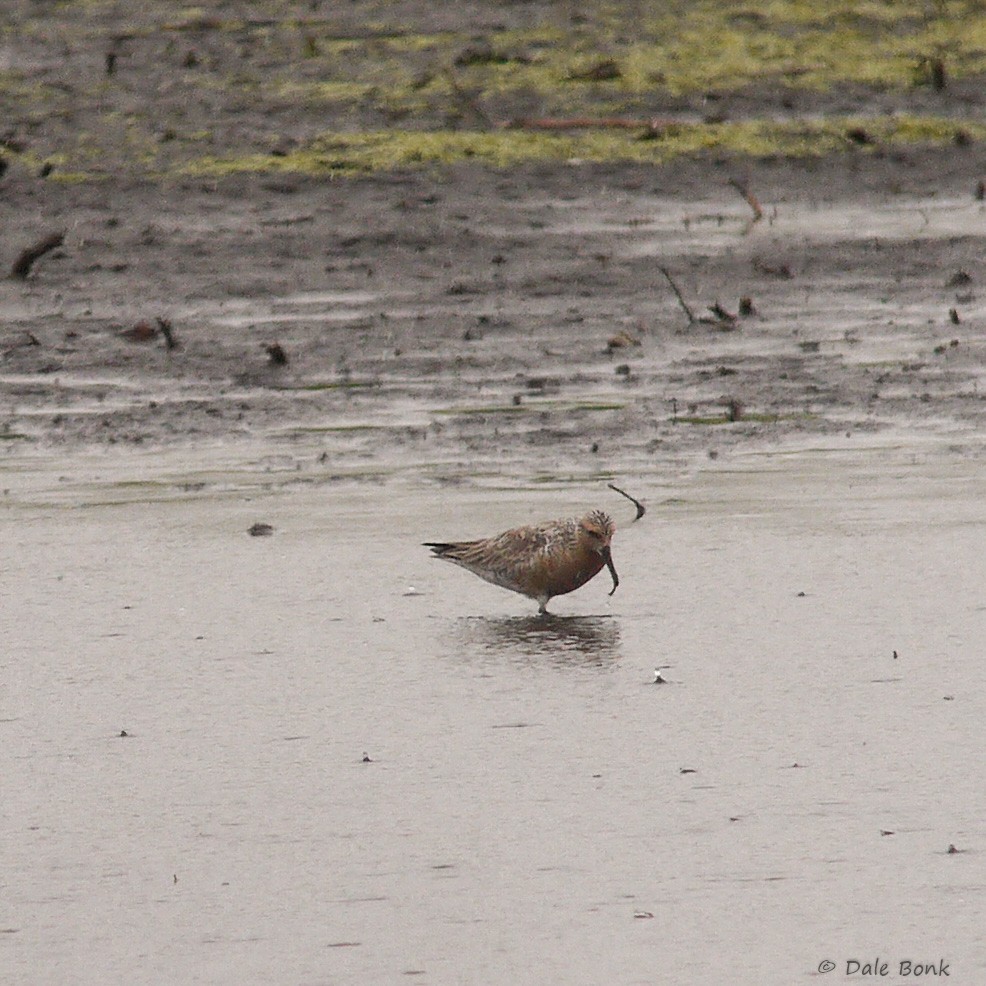 Red Knot - ML129012501