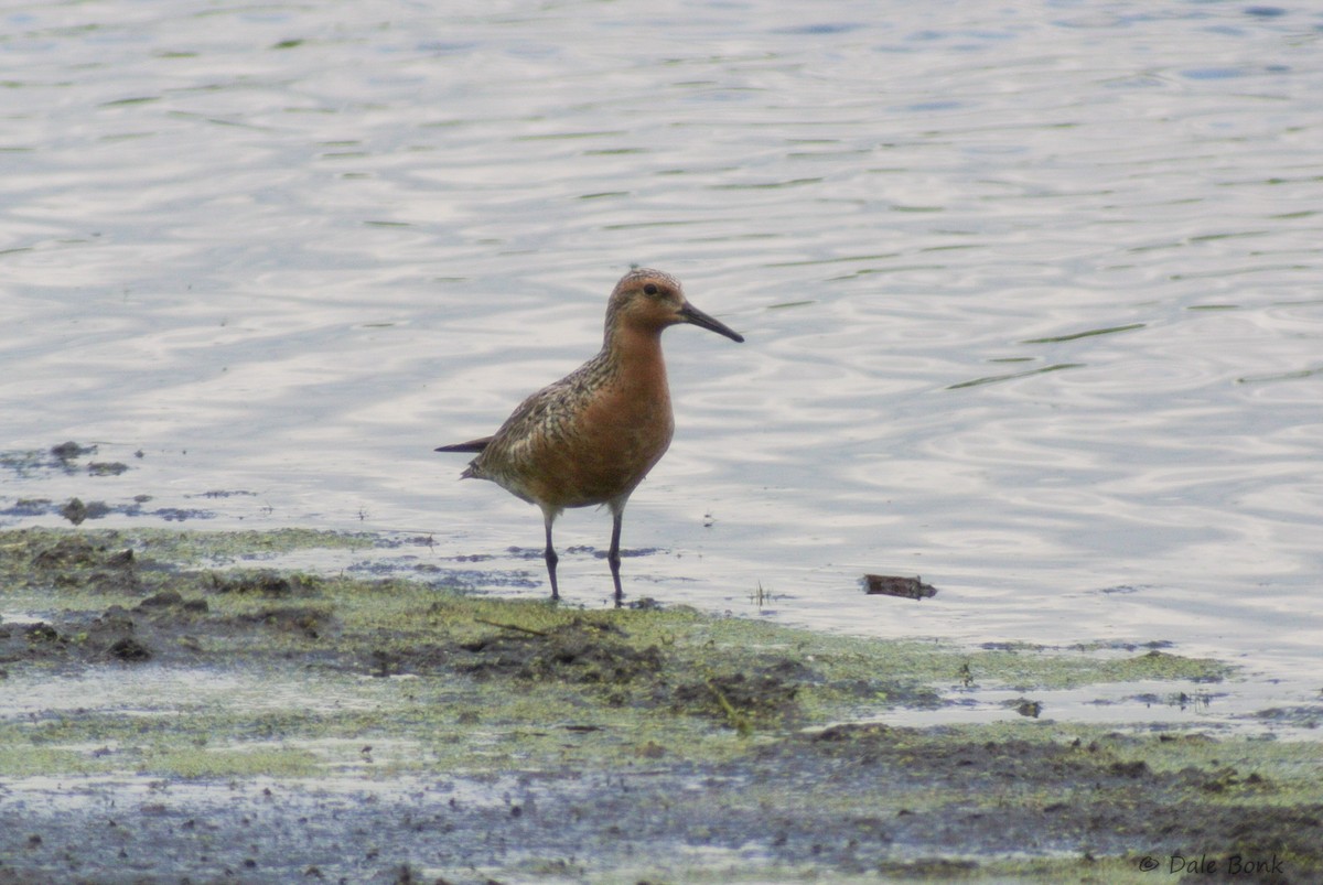 Red Knot - ML129012541
