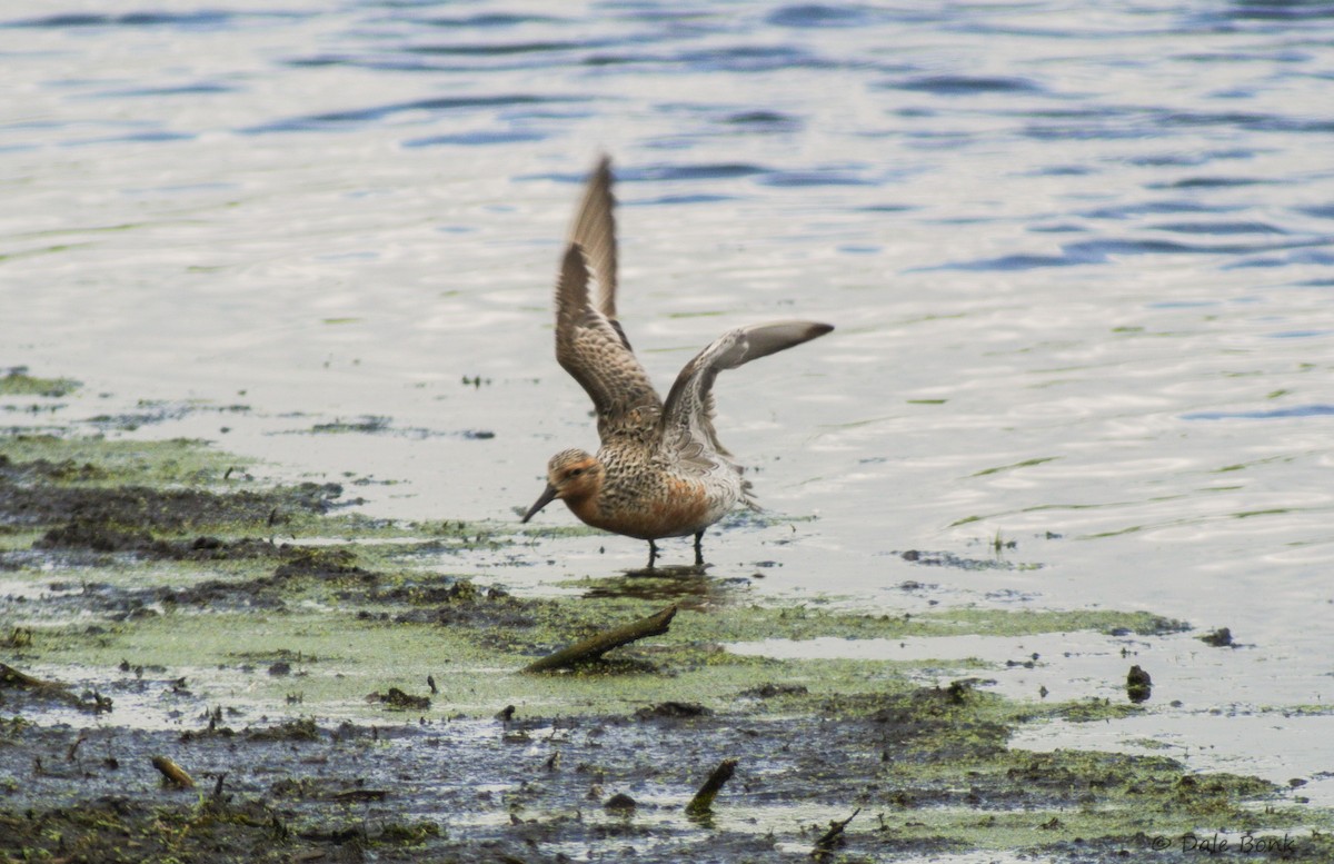 Red Knot - ML129012561