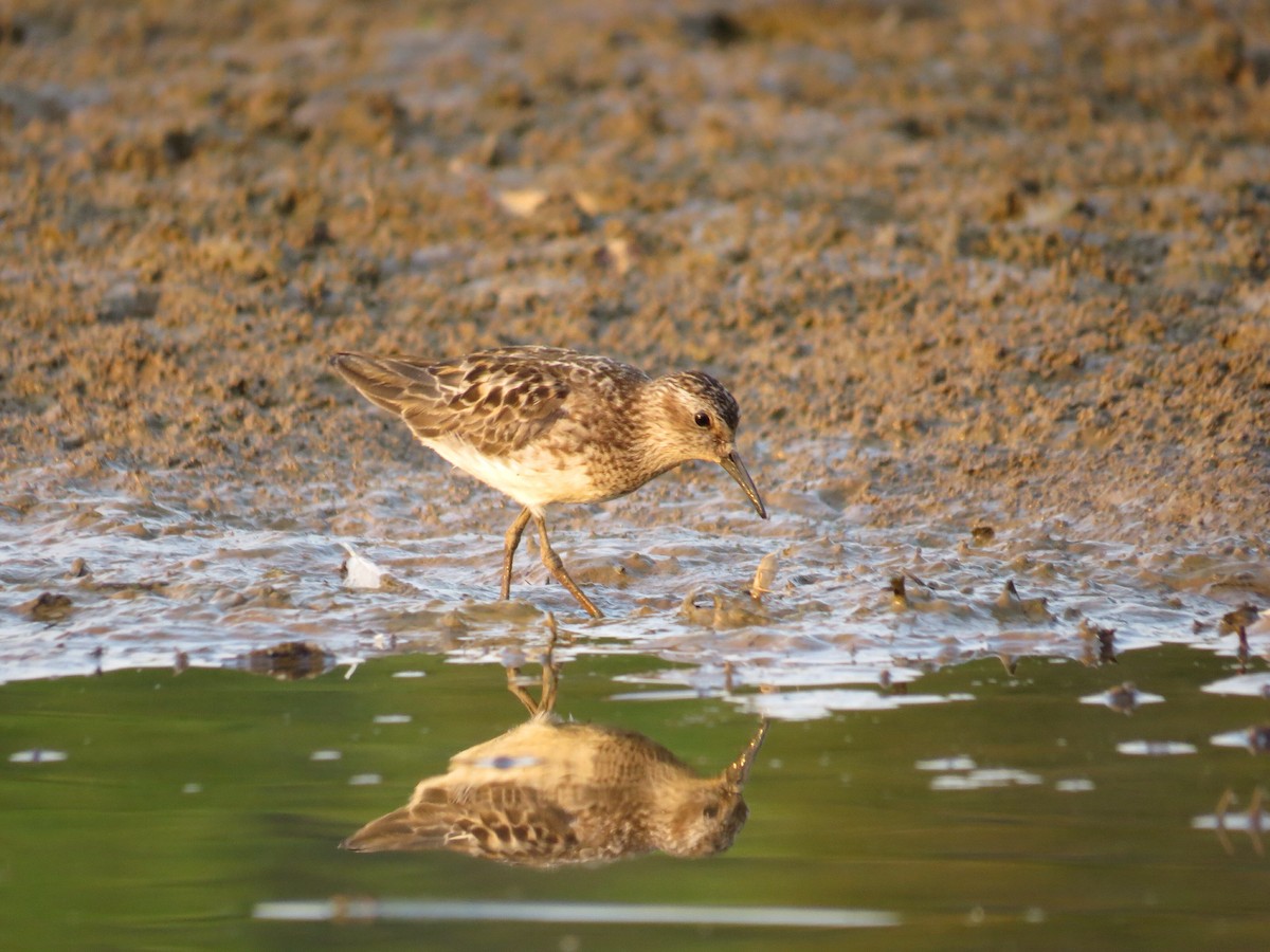 Least Sandpiper - ML129014211