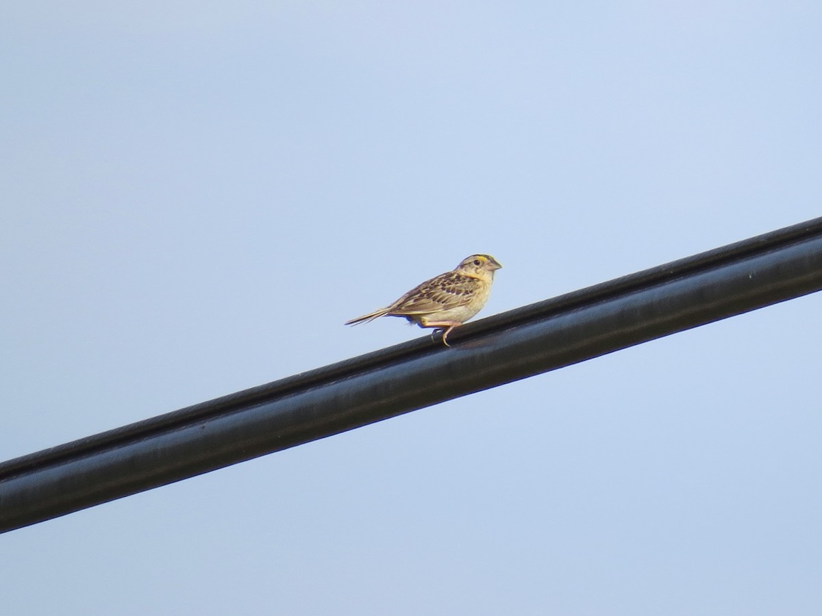Grasshopper Sparrow - ML129014221