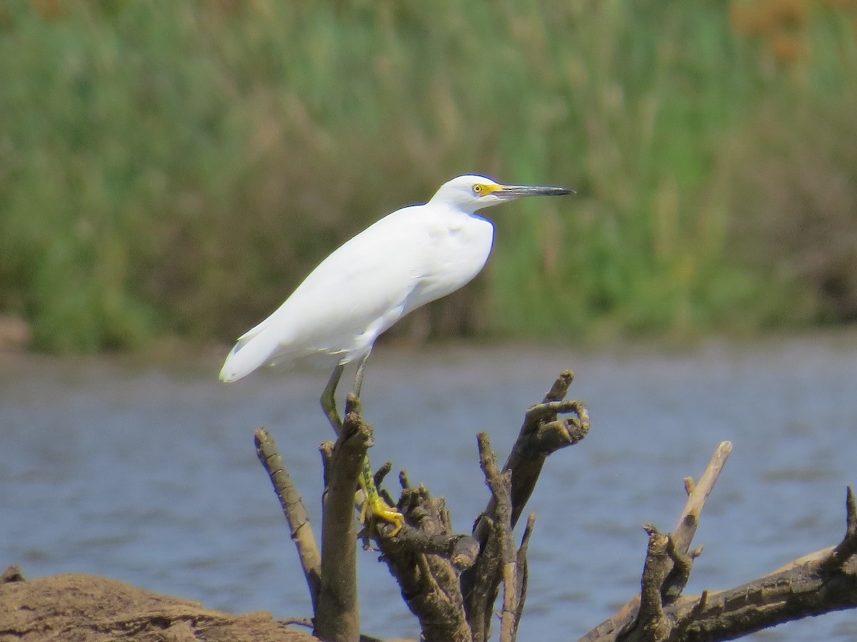 Snowy Egret - ML129014231