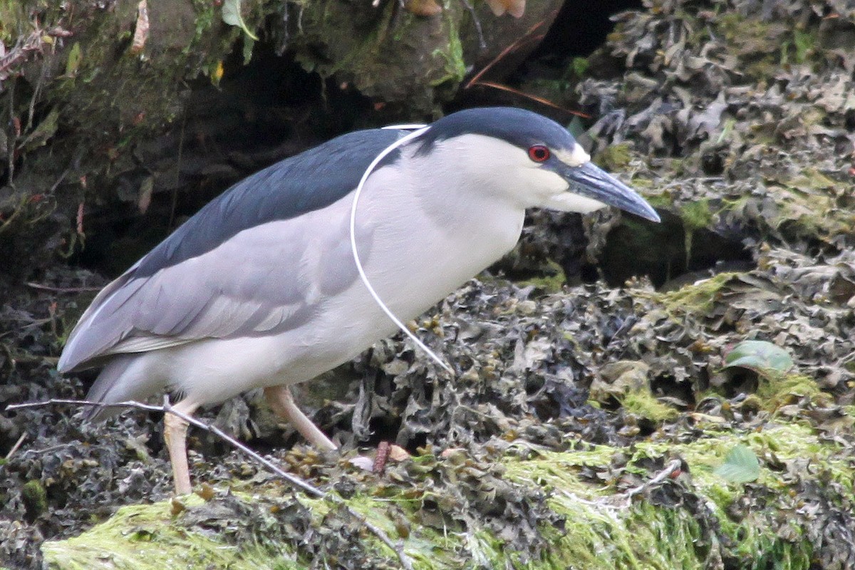 Black-crowned Night Heron - ML129014361