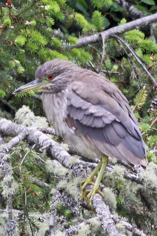 Black-crowned Night Heron - ML129014381