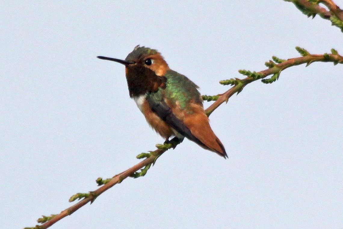 Allen's Hummingbird - ML129014391