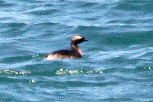 Horned Grebe - ML129014421