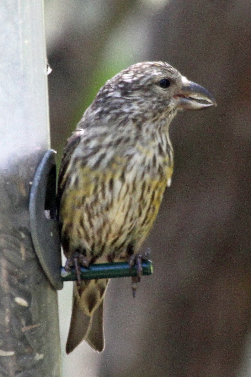 Red Crossbill - Richard Hubacek