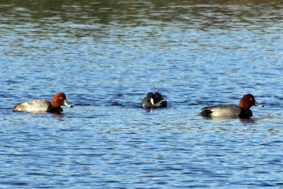 Fuligule à tête rouge - ML129014621