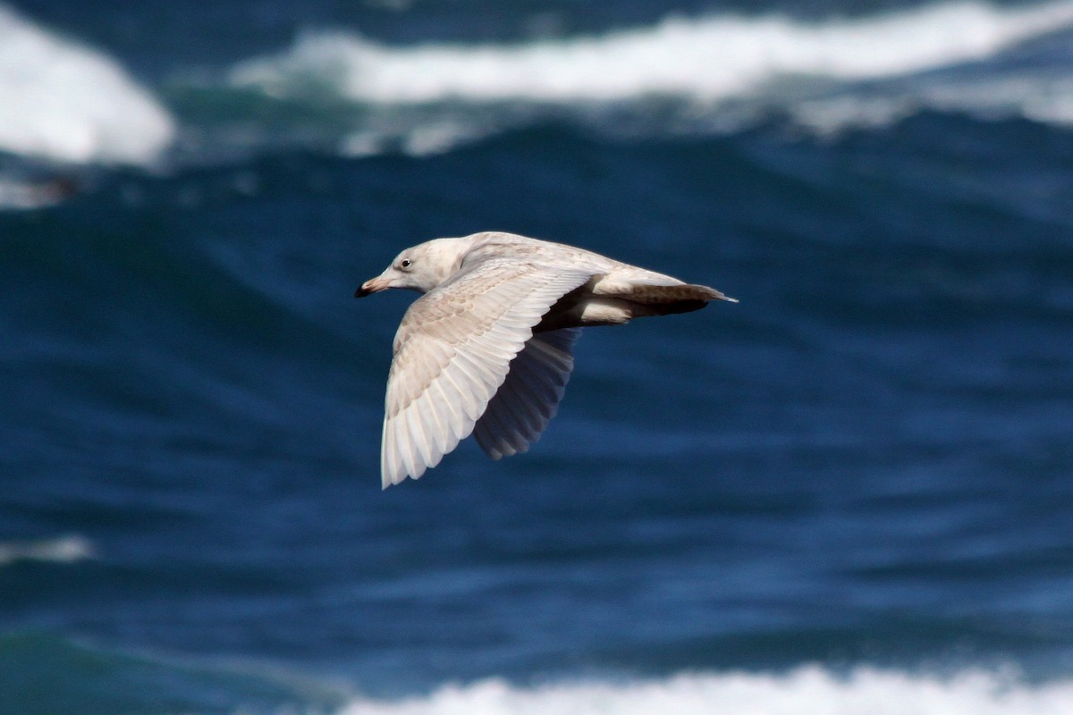 Glaucous Gull - ML129014711