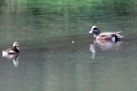 American Wigeon - Richard Hubacek