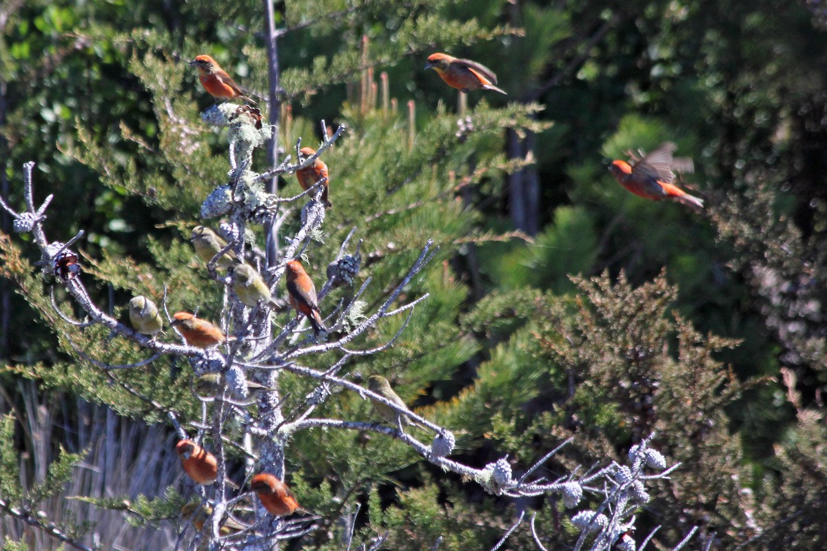 Red Crossbill - Richard Hubacek