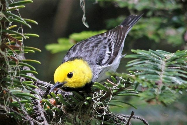 Paruline à tête jaune - ML129014791