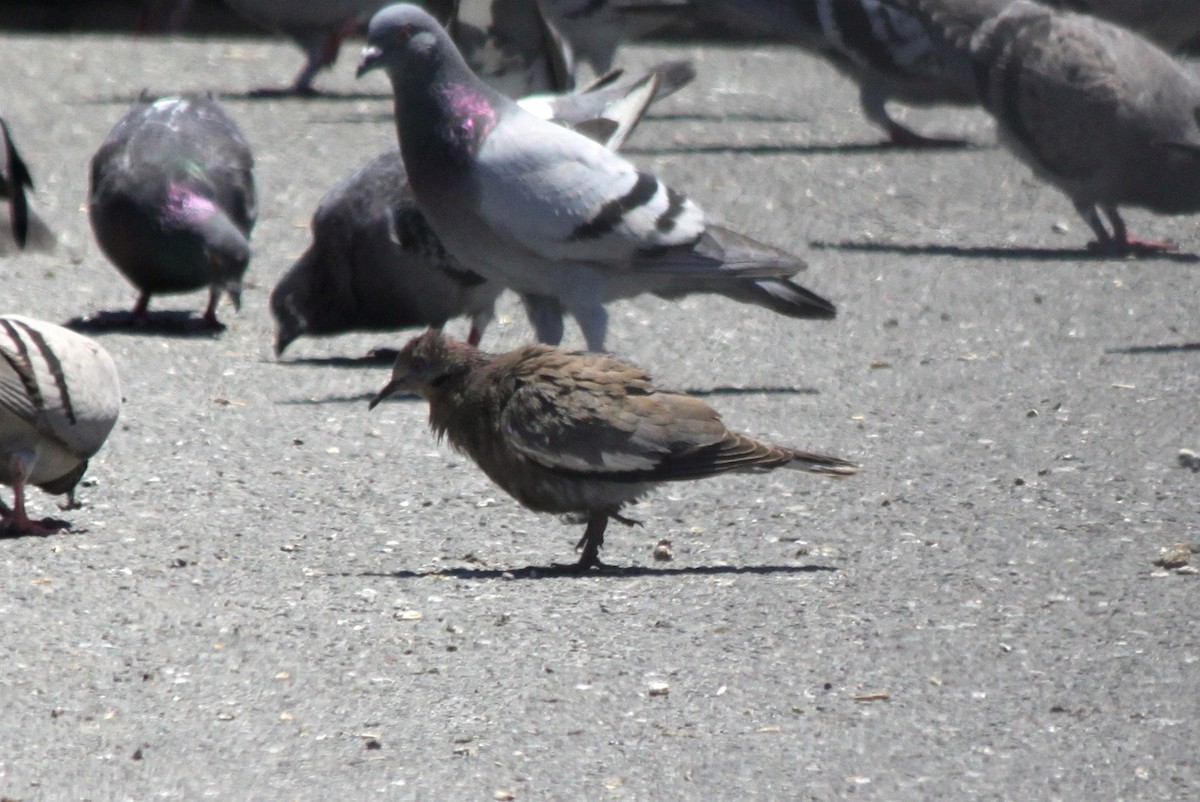 White-winged Dove - ML129014801