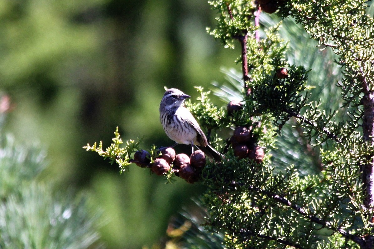 Black-throated Sparrow - Richard Hubacek