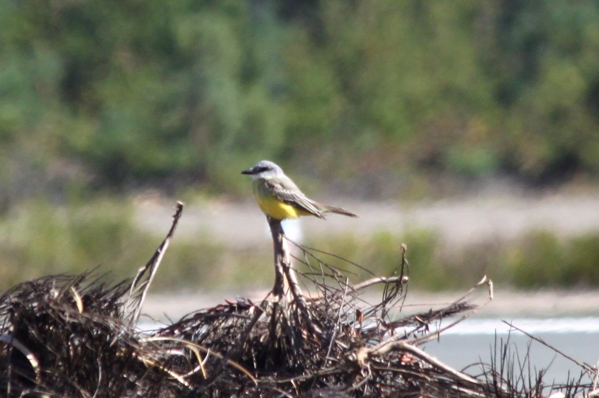 Tropical Kingbird - Richard Hubacek