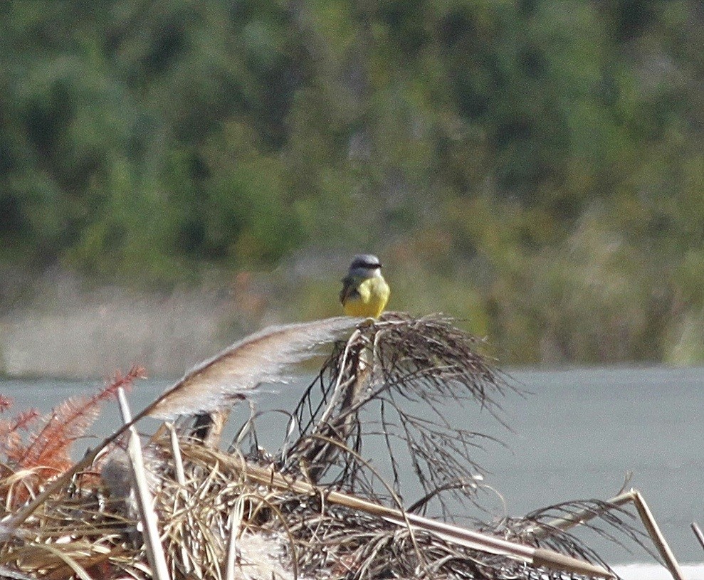 Tropical Kingbird - ML129014901