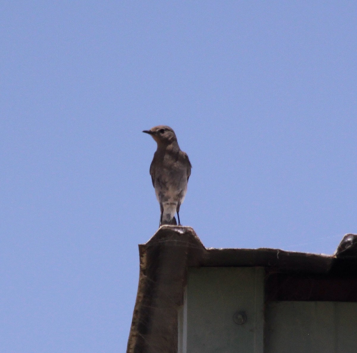 Mountain Bluebird - ML129015031