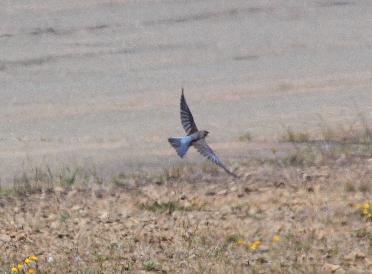 Mountain Bluebird - ML129015041