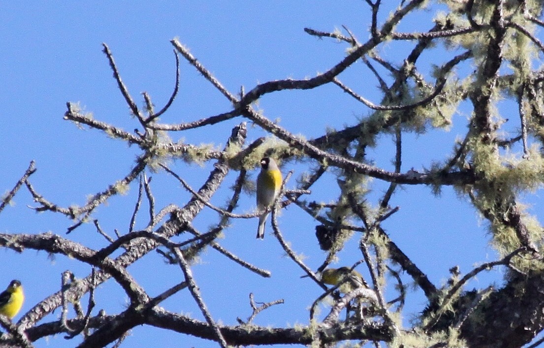 Lawrence's Goldfinch - Richard Hubacek