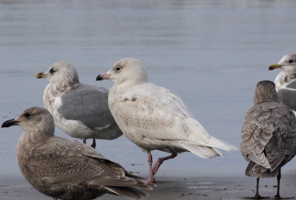 Glaucous Gull - ML129015231