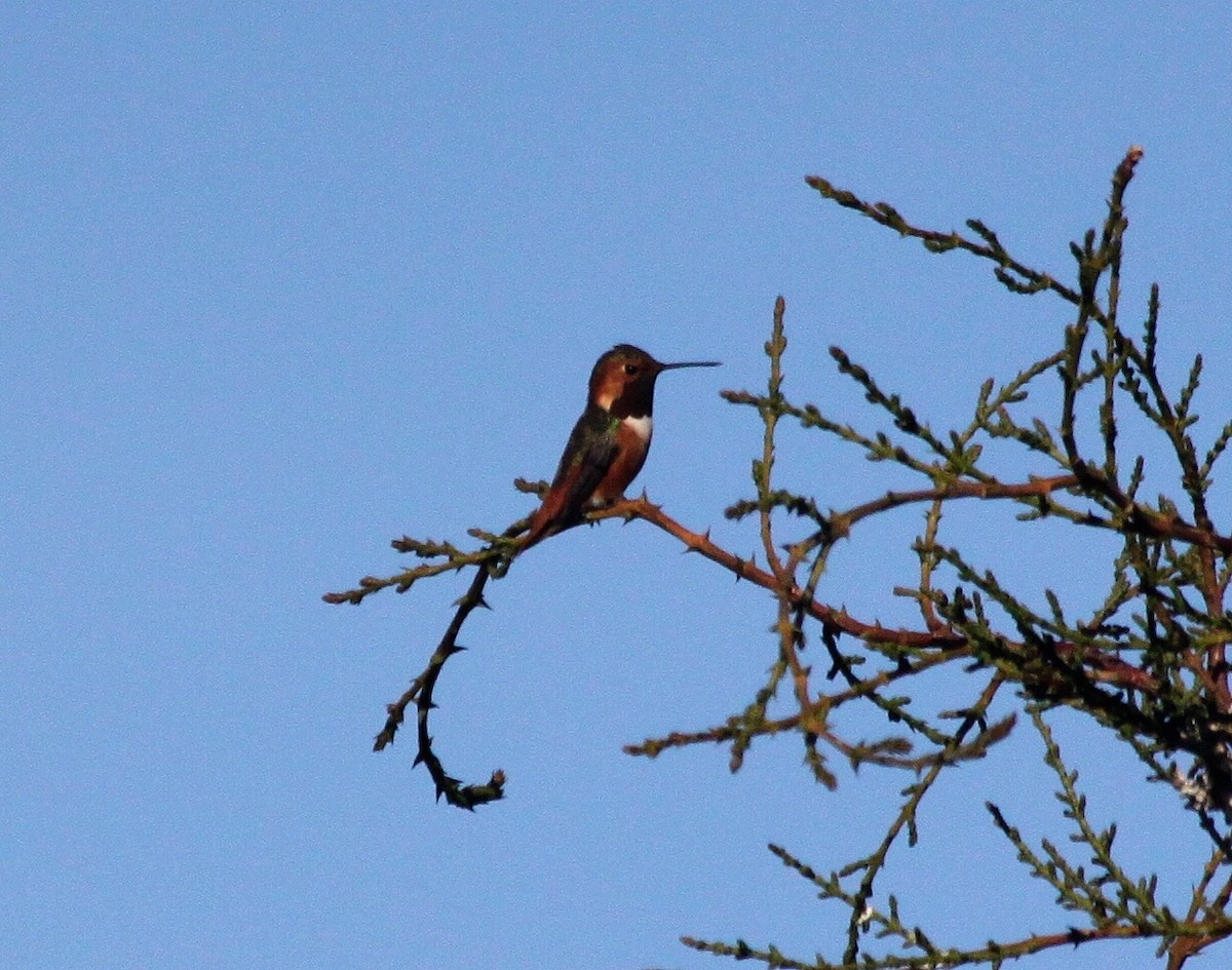 Colibrí de Allen - ML129015251