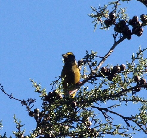 Evening Grosbeak - Richard Hubacek