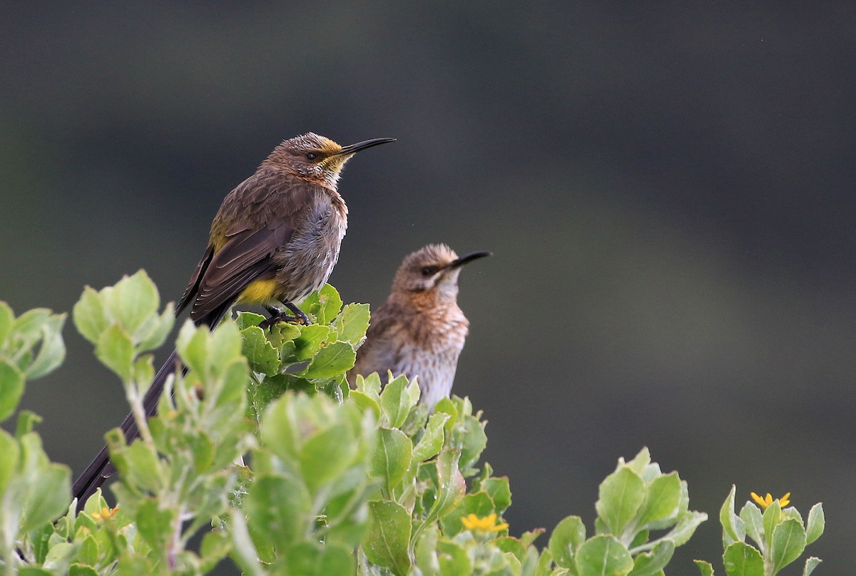 Cape Sugarbird - ML129019361