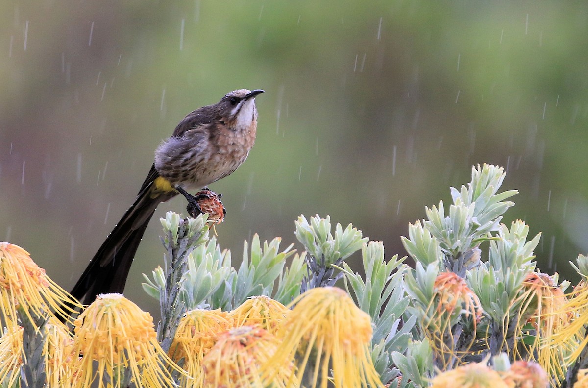 Cape Sugarbird - Patrick MONNEY