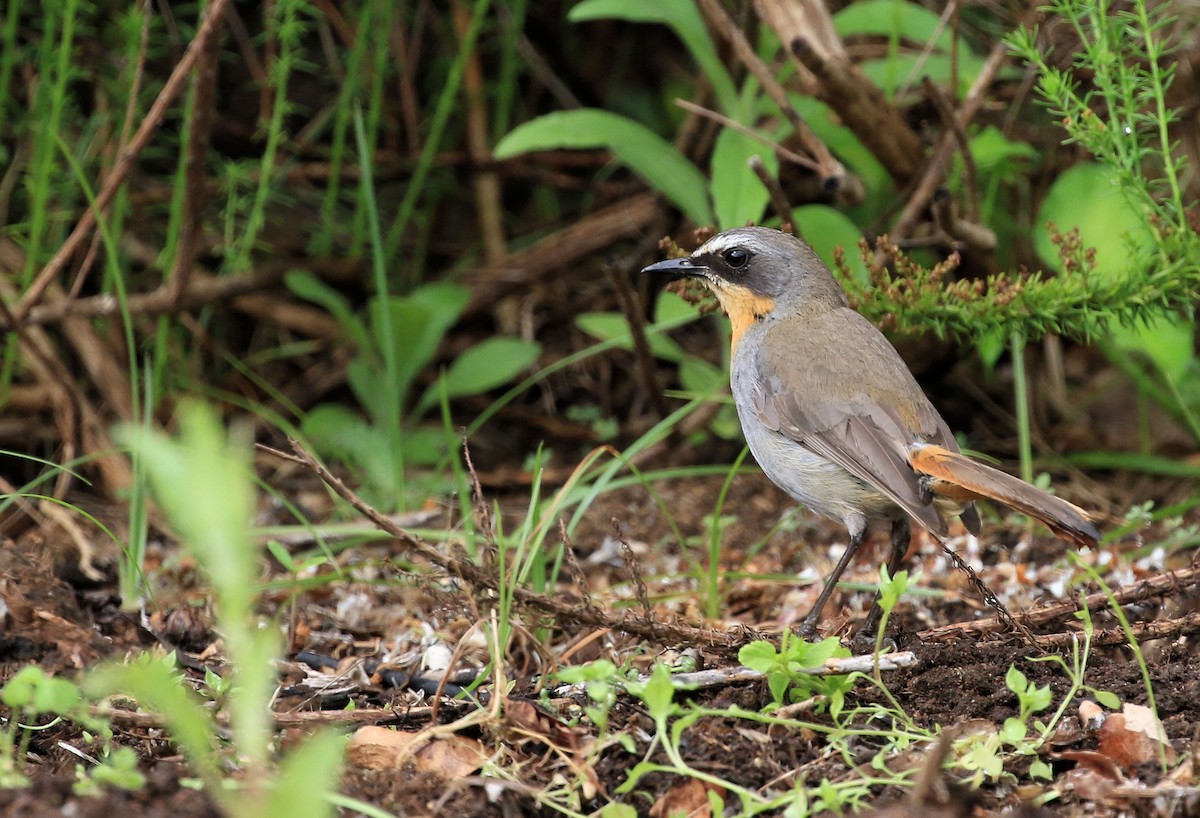 Cape Robin-Chat - Patrick MONNEY