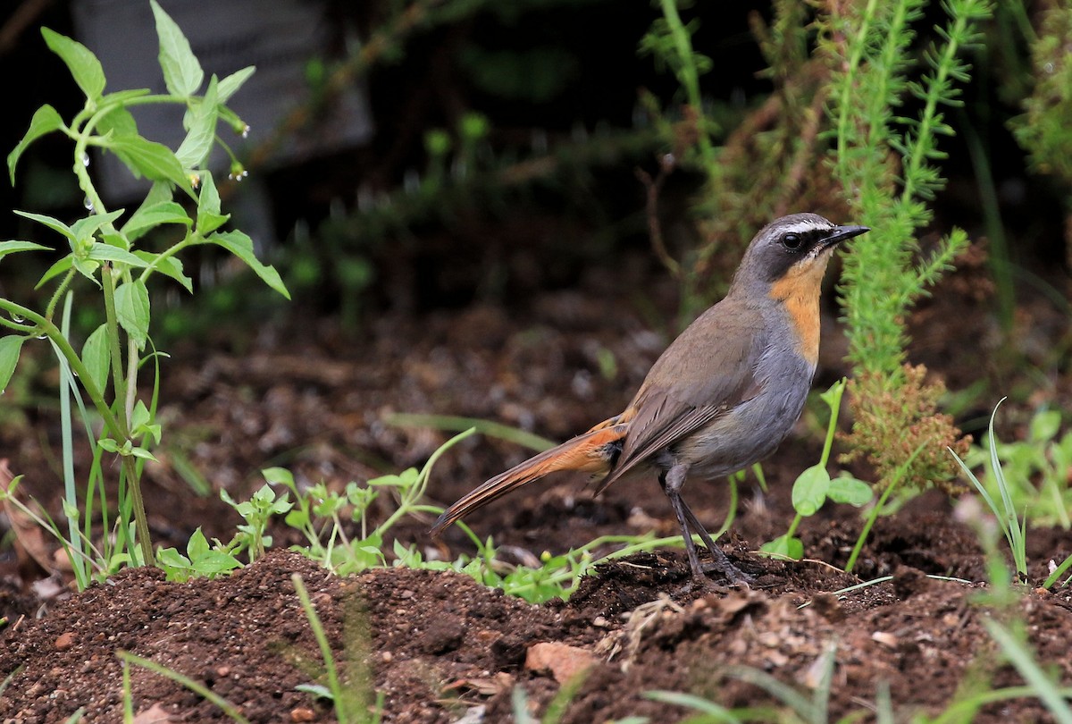 Cape Robin-Chat - Patrick MONNEY