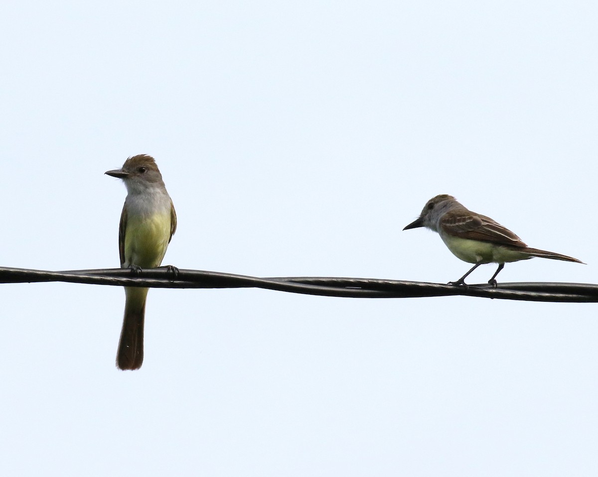 Brown-crested Flycatcher - Letha Slagle